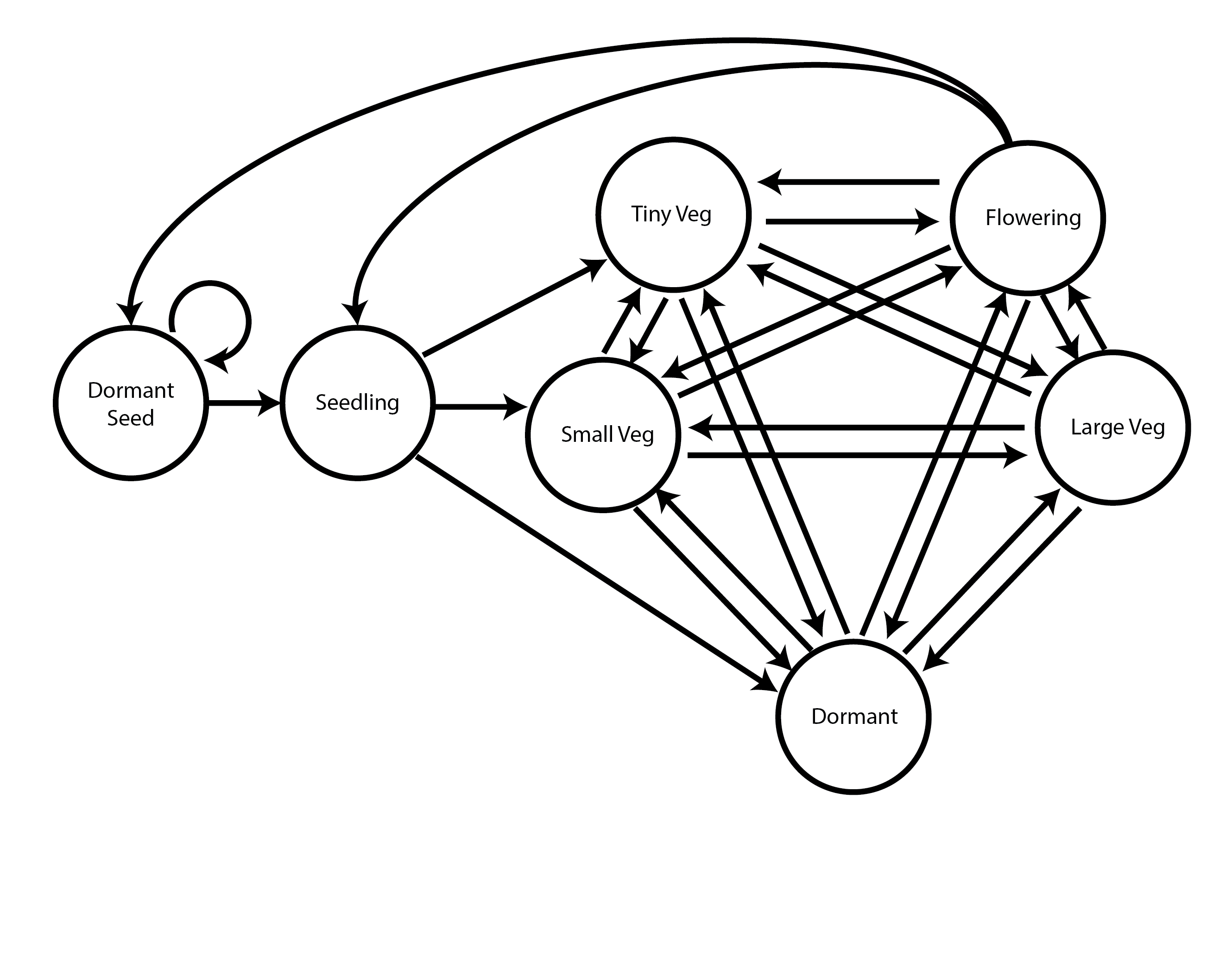 Raw age-by-stage life history model for Lathyrus vernus