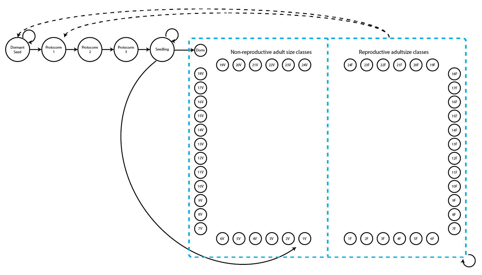 Life history model of Cypripedium candidum for use in function-based MPMs