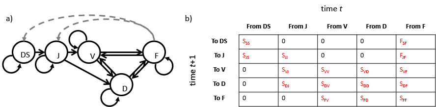 Simple life history model (a) and ahistorical MPM (b) for Cypripedium candidum, a North American herbaceous plant species