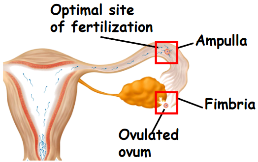 Fertilization in the Ampulla