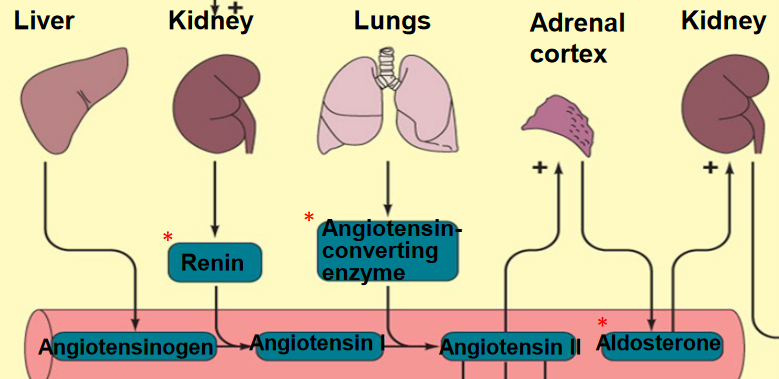 Activation of the RAAS