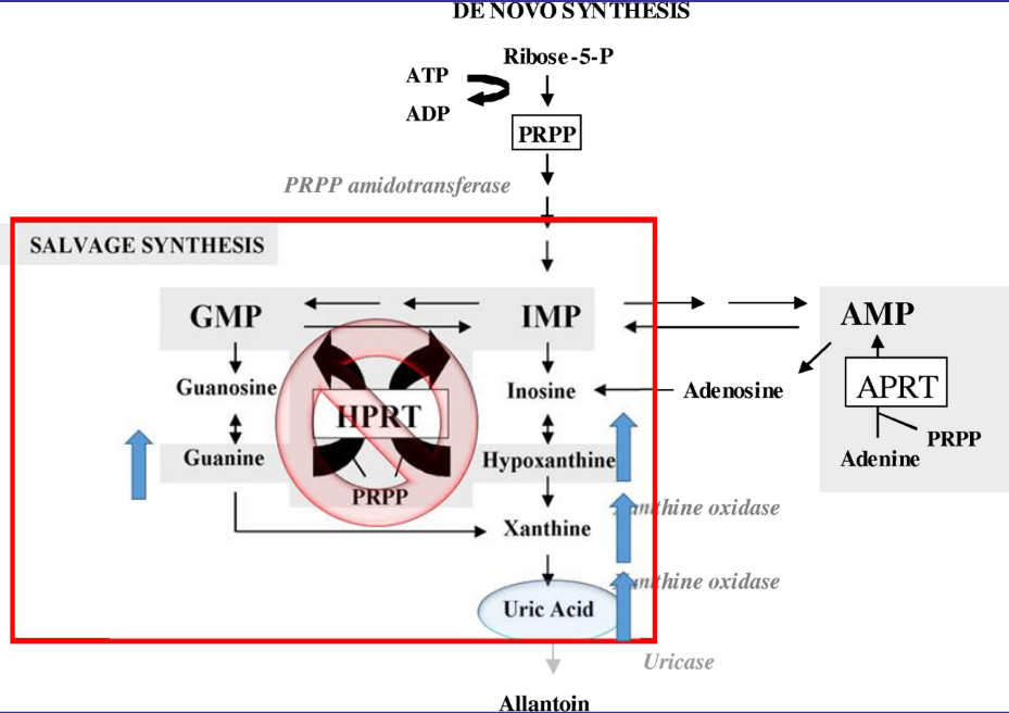 Mechanism Behind Lesch-Nyhan Syndrome