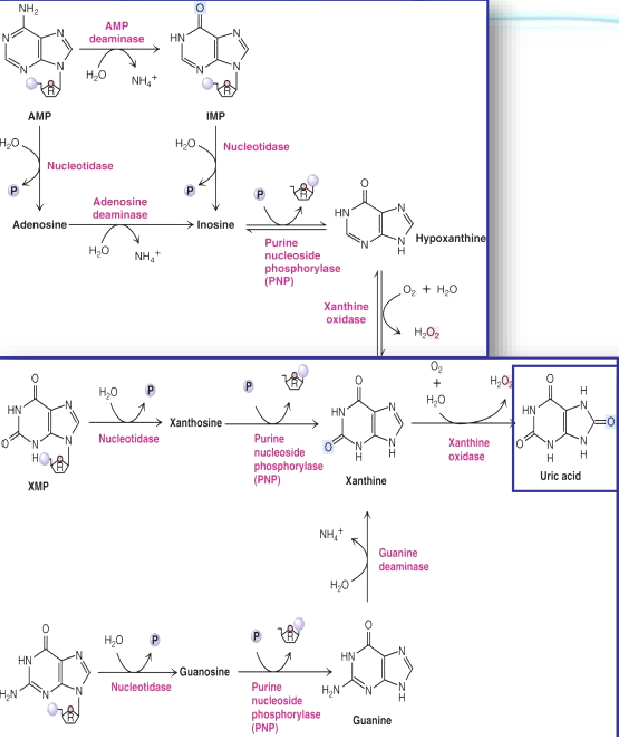 Uric Acid Production from Purine Degradation