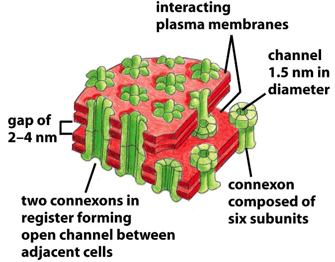 A Schematic of Gap Junctions