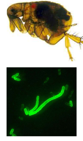 The Flea and the Bacterium that Causes Bubonic Plague