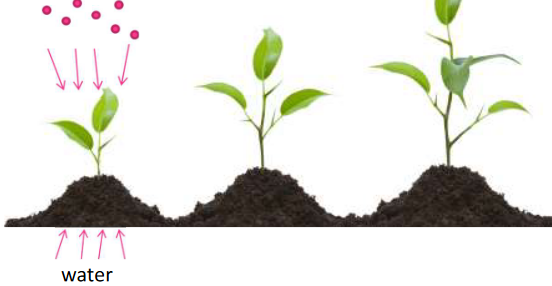 Plant Growth in Phlogiston Theory