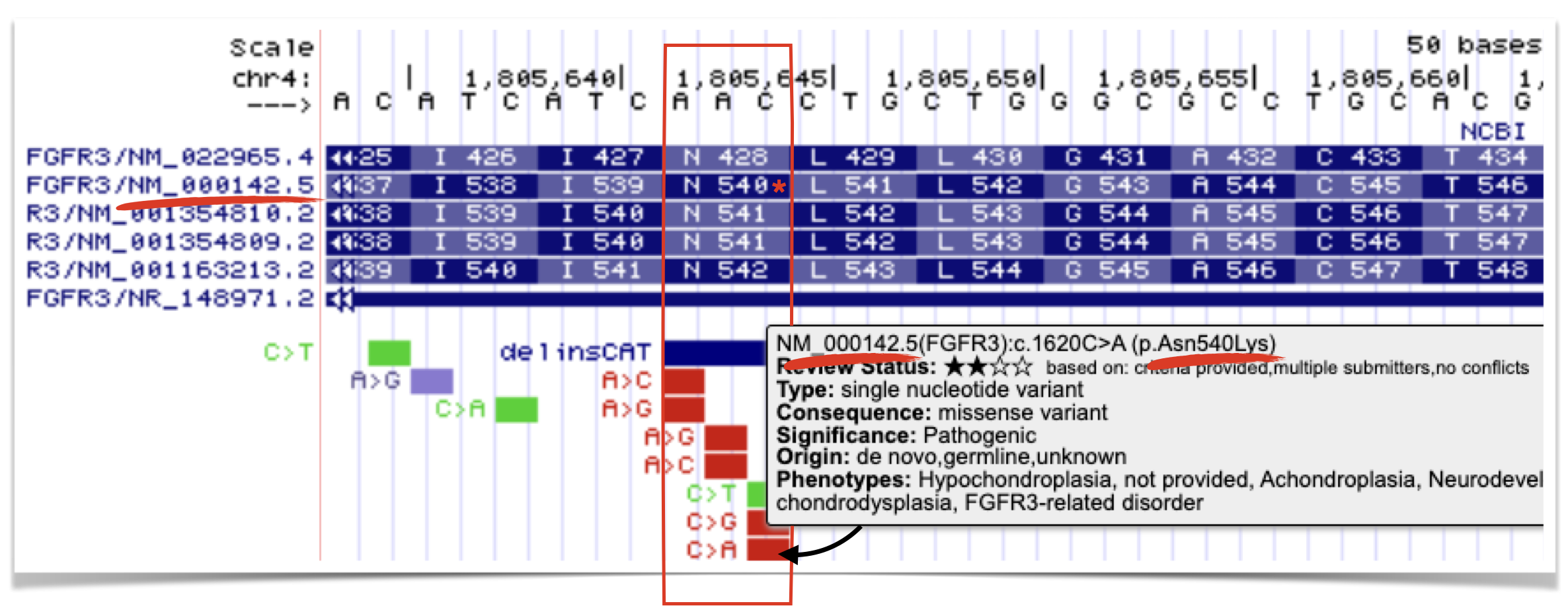 The C to A substitution mutation leads to a Asn to Lys missense mutation at position 540 in the FGFR3 protein. That said, this is true only for isoform `NM_000142.5`. Thus, if you wanted to see if this amino acid is conserved in a genetic model system, you would want to use this isoform to perform the BLASTP. Doing so ensures you can find this amino acid in the pairwise alignment.