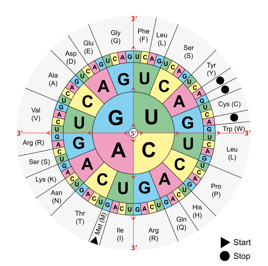 Image from Wikipedia: [Aminoacids_table.svg](https://commons.wikimedia.org/wiki/File:Aminoacids_table.svg)