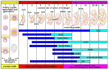 The development of an embryo into a fetus.^[[Image](http://opencourselibrary.org/econ-201/) by Laura Overstreet is licensed under [CC BY-NC-SA 3.0](http://creativecommons.org/licenses/by-nc-sa/3.0/)]